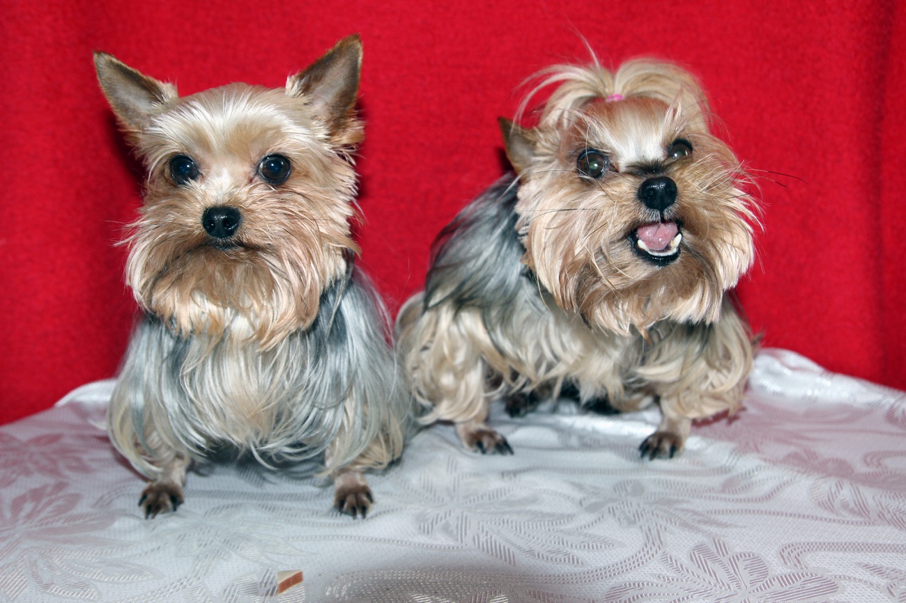 Free image: Yorkshire terrier