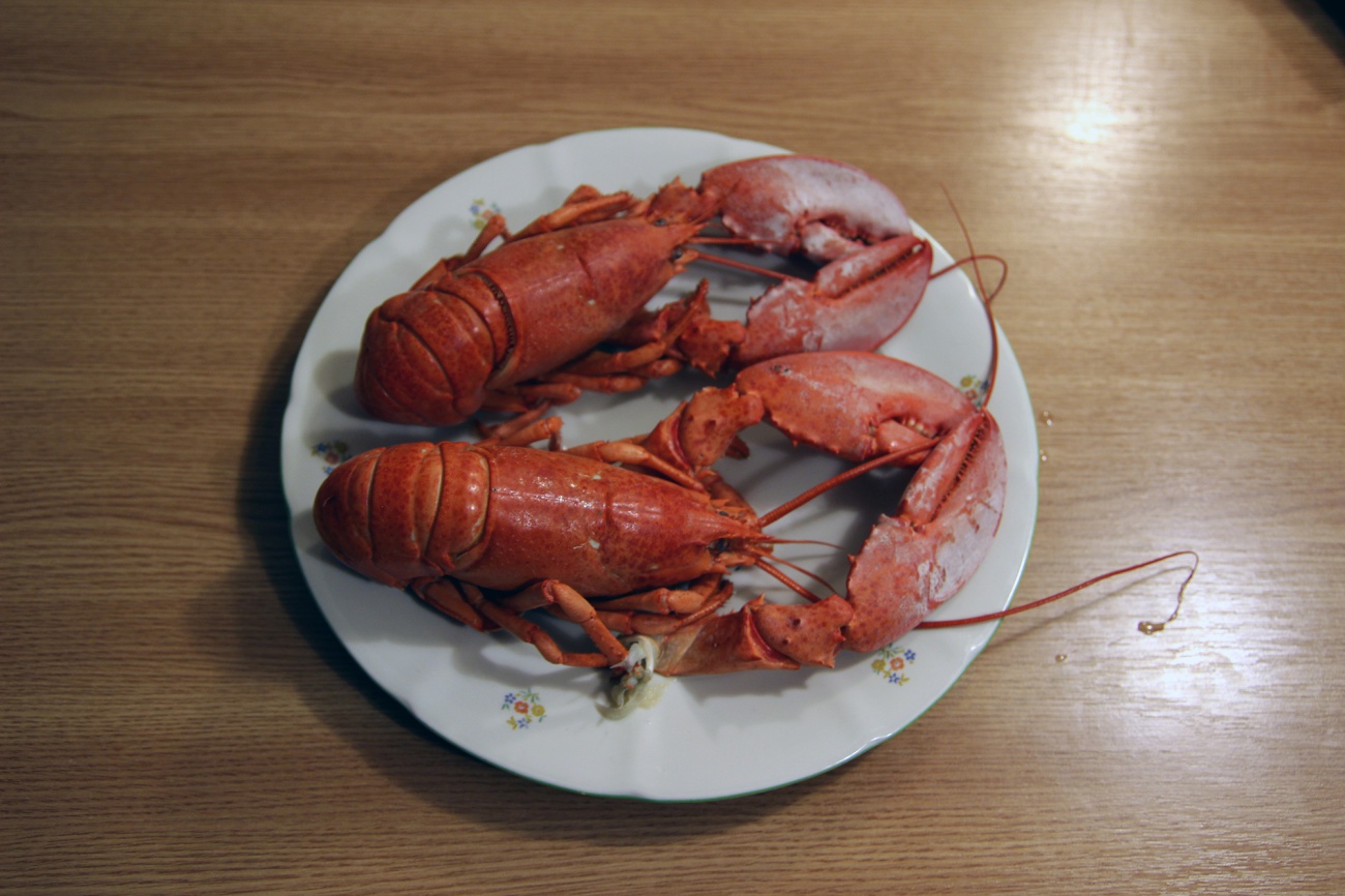 Free image: American lobster